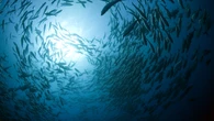 La ONU lanza una alarma urgente: "Las poblaciones de peces se están desplomando"