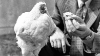 'El día del pollo sin cabeza': la fiesta más siniestra de un pueblo en Estados Unidos