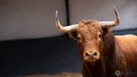¿Qué significa el pañuelo verde en una plaza de toros y por qué solo en Las Ventas es tan habitual?