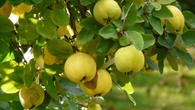 ¿Cómo se llama el árbol del membrillo? Este es su nombre y muy pocos lo conocen
