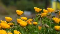 Siembra esta flor en junio y tendrás un jardín lleno de color en septiembre