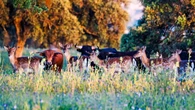 ¿Sabías que el toro bravo protege más de 500.000 hectáreas?