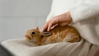 El virus del conejo llega a Reino Unido: recomiendan que quienes tengan mascotas "protejan a sus animales"