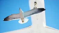 ¿Puede una bandada de pájaros derribar un avión? Un piloto resuelve la duda
