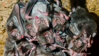 Un pueblo de Francia cierra su capilla cada verano para que una especie protegida de murciélagos vivan tranquilos