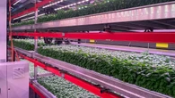 Néboda cierra una ronda de 1,84 millones de euros para escalar su modelo de agricultura vertical industrial