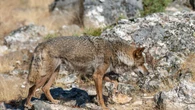 Las autonomías del PP amenazan con acciones legales si no se convoca la sectorial del lobo