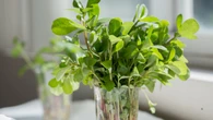 La planta que sobrevive al calor extremo y puedes incluirla en tu dieta: se come cruda o cocida