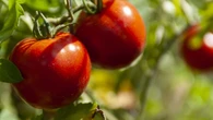 Los tomates agradecen que los riegues a esta hora: crecen fuertes y sin quemaduras