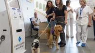 Convivir con perros favorece el bienestar emocional y la salud física de los niños