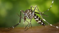 Alerta por la proliferación en España de mosquito tigre: Sanidad detecta presencia en 156 municipios
