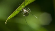 La planta que debes colocar en tu casa para ahuyentar los insectos en verano
