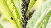 Adiós a los pulgones de tus plantas con este remedio casero y barato