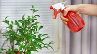 Adiós a los pulgones: el truco casero más efectivo para salvar sus plantas