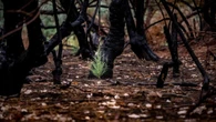 La planta capaz de soportarlo todo, incluso un incendio: poca gente la conoce