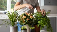 Qué significa tener muchas plantas en casa según la psicología