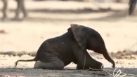 El perro ladra, el gato maúlla... pero ¿cómo se llama el ruido que hacen el elefante, el cocodrilo, la ballena o la jirafa?