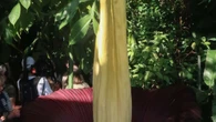Florece la 'planta cadáver' de Berlín tras años en letargo: su olor es nauseabundo