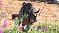 Estudio demuestra que en el Pleistoceno los linces ocupaban cuevas para criar a cachorros