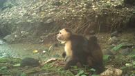 Los monos de esta isla han empezado a secuestrar bebés de otra especie (y el resultado es trágico)