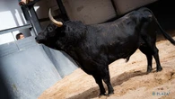 Estos son los imponentes toros de El Parralejo para un cartel de revancha isidril