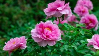 Con esta fácil tarea diaria la flor de las peonias durarán mucho más tiempo según floristas