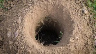 ¿Tienes agujeros en tu jardín? Así puedes identificar de qué animal se trata