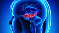 Hallan la proteína que acelera el envejecimiento del cerebro y cómo revertirla para 'volverse joven'
