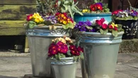 Un jardinero convierte macetas de plástico olvidadas en algo increíble para el jardín: "¡Qué gran idea!"