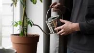 Adiós a las plantas secas en vacaciones: el sencillo truco para que aguanten mientras no estás