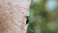 Extremadura confirma un caso asintomático de fiebre del Nilo Occidental