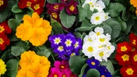 Adiós a las flores marchitas: el truco para mantenerlas vivas durante más tiempo