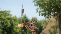Los zoológicos activan medidas para proteger a sus animales ante la ola de calor