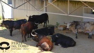 Ya están sorteados los serios y temidos toros de Cebada Gago para esta tarde en Pamplona