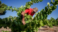 600.000 agricultores y ganaderos podrán presentar la solicitud de ayudas de la PAC incluso fuera de plazo
