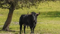 Los criadores de toro de lidia viven su momento de "mayor bonanza" por el auge de festejos