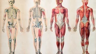 Ni músculos ni huesos: esta es la única parte del cuerpo que no puede curarse por sí sola