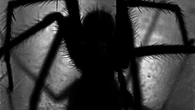 El hallazgo que intriga a los expertos: una araña azul brillante entre decenas de especies desconocidas