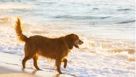 Pocos la conocen: la playa de Mallorca donde sí puedes ir con tu perro