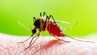 Muere otra persona por fiebre del Nilo en Extremadura y hay un nuevo caso