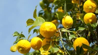 Para qué sirve pintar de blanco el tronco de un limonero y en qué casos recomiendan hacerlo