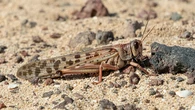La FAO alerta de la expansión de la langosta en Marruecos y pide más controles