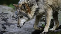 Una mujer es atacada por un lobo y sobrevive plantándole cara durante diez minutos