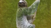 ¿Por qué a este animal terrestre le crecen algas en el cuerpo y por qué no es lo más raro de él?
