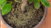 Para qué sirve echar orégano a la tierra del limonero y en qué casos recomiendan hacerlo