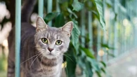 ¿Es verdad que los gatos predicen el clima? La ciencia responde