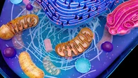 La proteína que ayuda a las células cancerosas a sobrevivir a la quimio