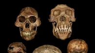 Descubren que nuestros antepasados dieron un salto evolutivo hace 2 millones de años