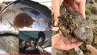 ¿Podría pasar en España? Ofrecen 220.000 dólares por frenar una plaga de mejillones