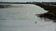 Recuperando un tesoro: el Mar Menor es el primer ecosistema europeo con personalidad jurídica